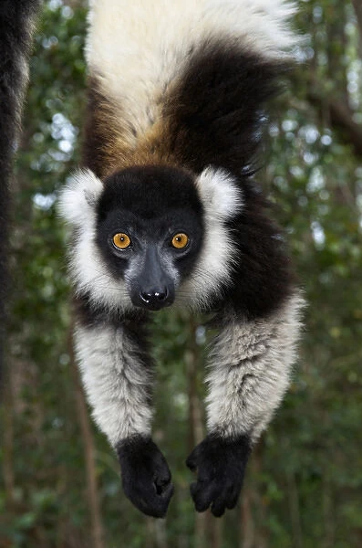 Lemur, Madagascar, Africa