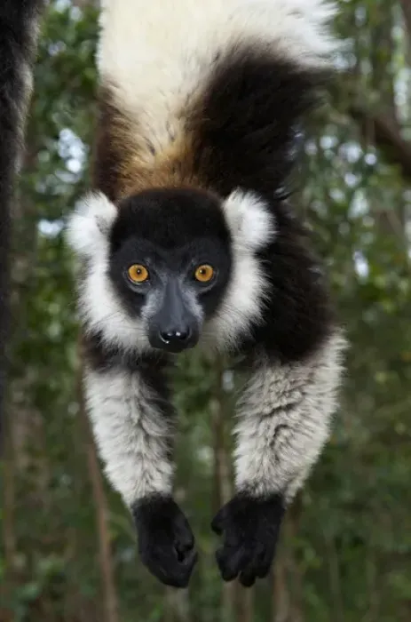 Framed Print : Lemur, Madagascar, Africa
