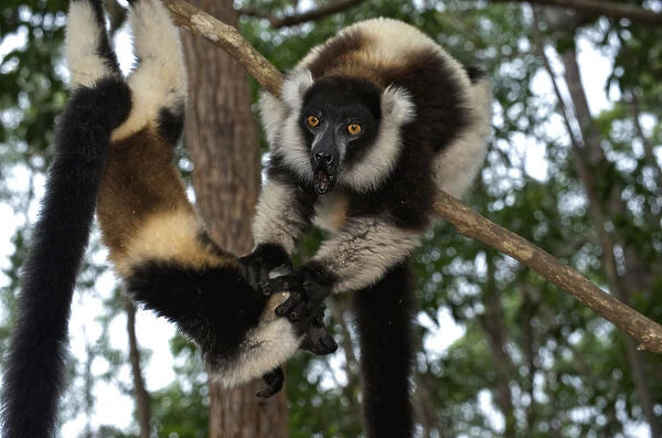 Lemur, Madagascar, Africa