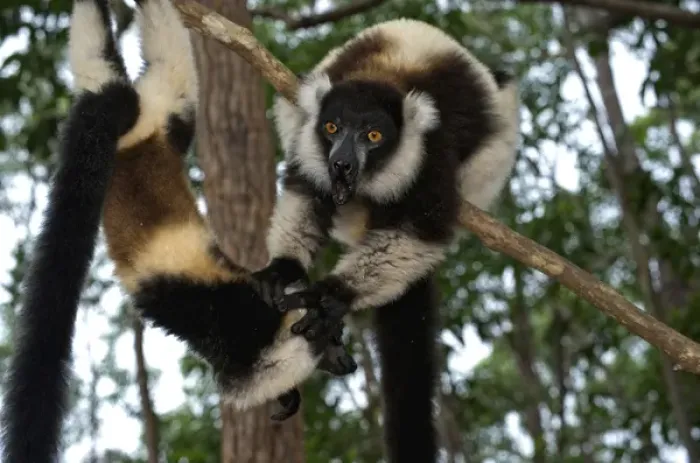 Framed Print : Lemur, Madagascar, Africa