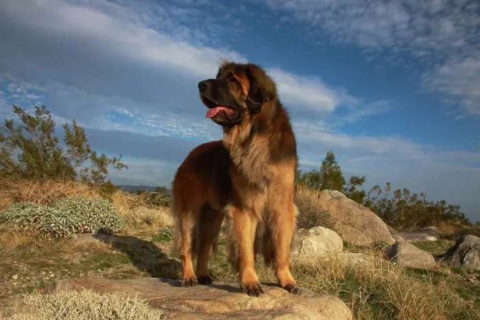 Framed Print : Leonberger on duty Framed Print : Leonberger on duty