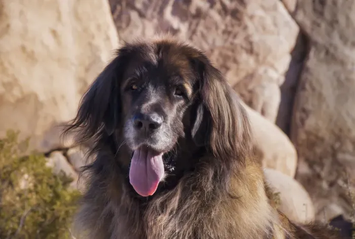 Framed Print : Leonberger on granite boulders
