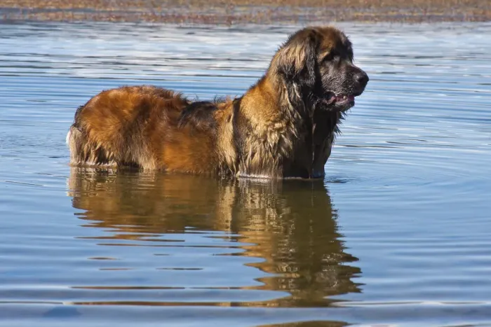 Framed Print : Leonberger in lake (PR) Framed Print : Leonberger in lake (PR)