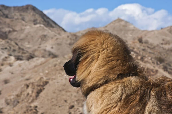 Leonberger looking out into the desert (PR)