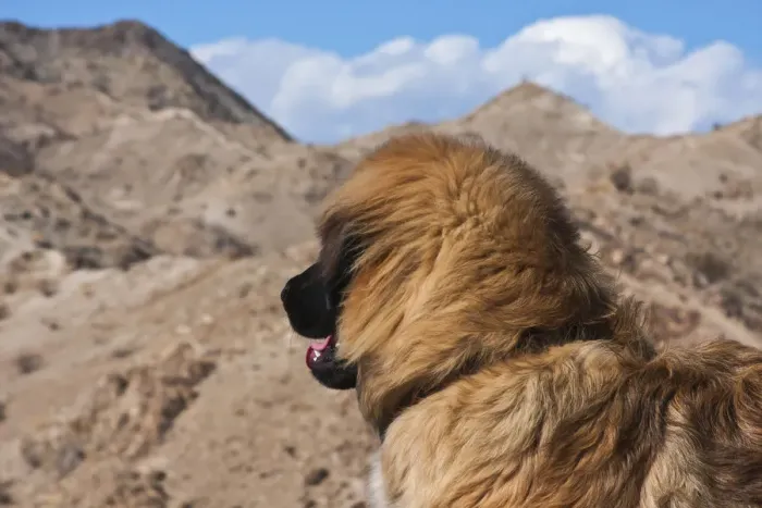 Framed Print : Leonberger looking out into the desert (PR)