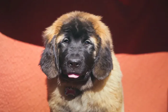 Framed Print : Leonberger Puppy Framed Print : Leonberger Puppy