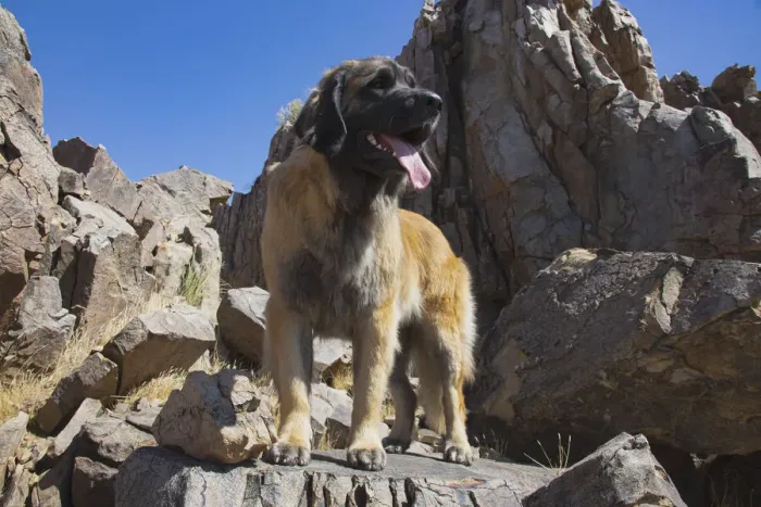 Framed Print : Leonberger waiting for the mail Framed Print : Leonberger waiting for the mail