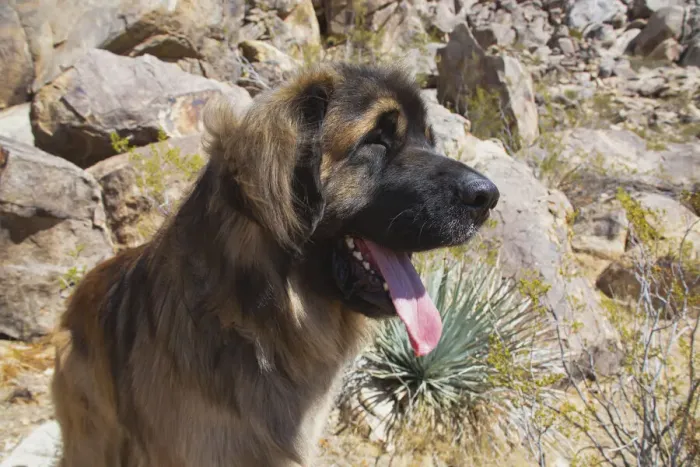 Framed Print : Leonbergers enjoying the high desert Framed Print : Leonbergers enjoying the high desert