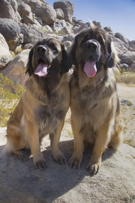 Framed Print : Leonbergers enjoying the high desert Framed Print : Leonbergers enjoying the high desert