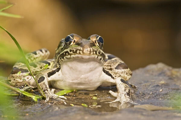 Leopard Frog (Rana pipiens) sunning by pond, central Texas, USA