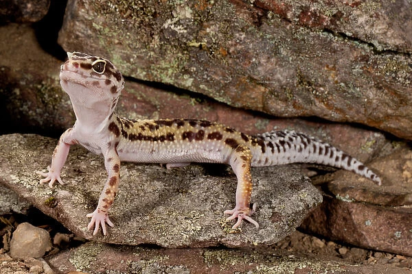 Leopard Gecko, Eublepharis macularis, Native to Pakistan, Habitat Arid and Semi