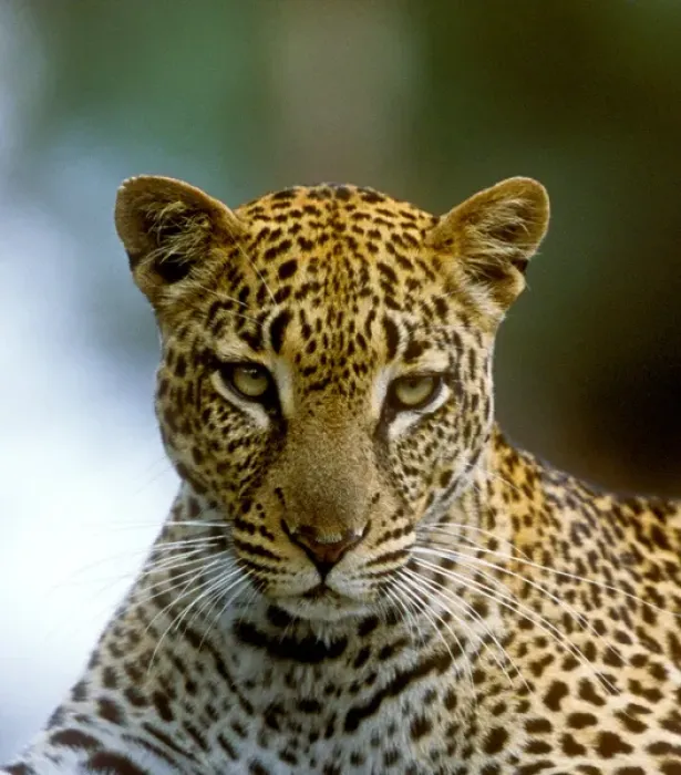 Framed Print : A leopard hunting in a forest in Kenya Framed Print : A leopard hunting in a forest in Kenya