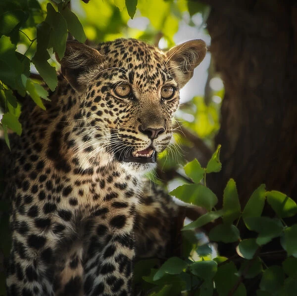 leopard juvenile portait in tree and leaves