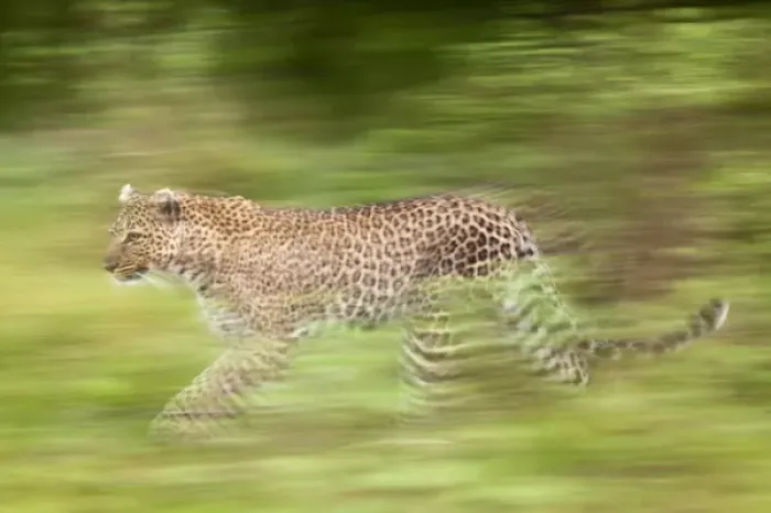 Framed Print : Leopard in motion, Masai Mara, Kenya, Africa Framed Print : Leopard in motion, Masai Mara, Kenya, Africa