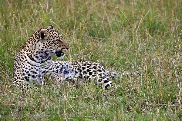 Leopard (Panthera