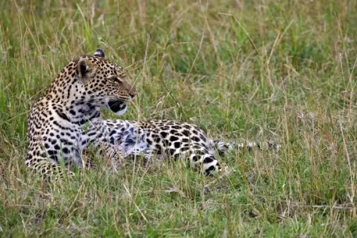 Framed Print : Leopard (Panthera