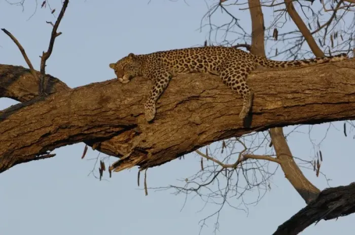 Framed Print : Leopard (Panthera pardus) Female relaxing on the branch of a tree. Savuti Channal, Linyanti area