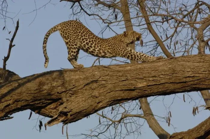 Framed Print : Leopard (Panthera pardus) Female stretching after relaxing on the branch of a tree Framed Print : Leopard (Panthera pardus) Female stretching after relaxing on the branch of a tree