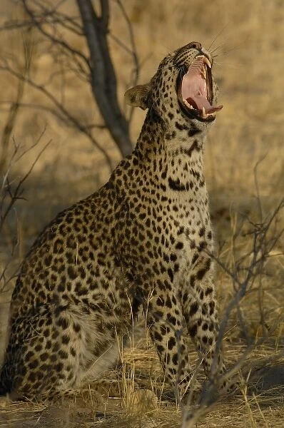 Leopard (Panthera pardus) Female yawning. Savuti Channal, Linyanti area. BOTSWANA