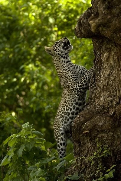 Leopard, Panthera pardus, hunting monkeys in the tops of trees. Masai Mara, Kenya