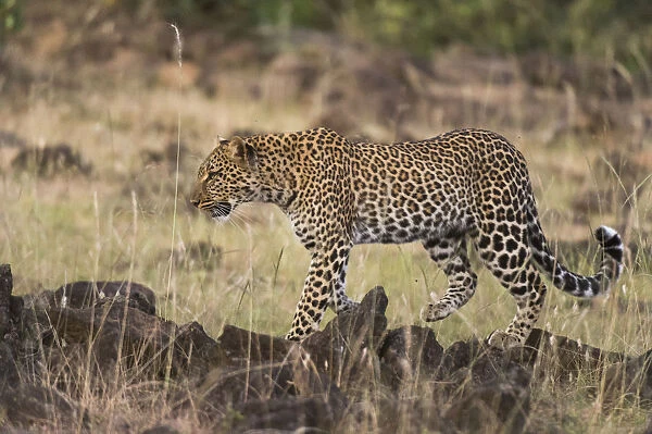 Leopard, Panthera pardus, Masai Mara, Kenya