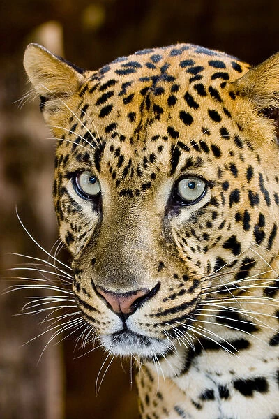 The leopard (Panthera pardus) is an Old World mammal of the Felidae family and the
