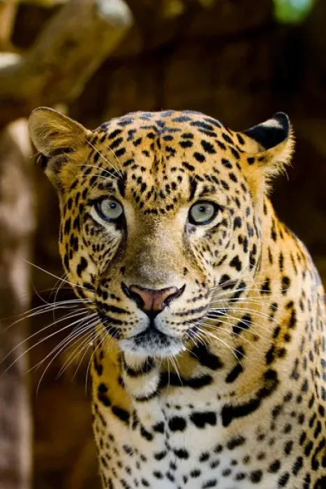 Framed Print : The leopard (Panthera pardus) is an Old World mammal of the Felidae family