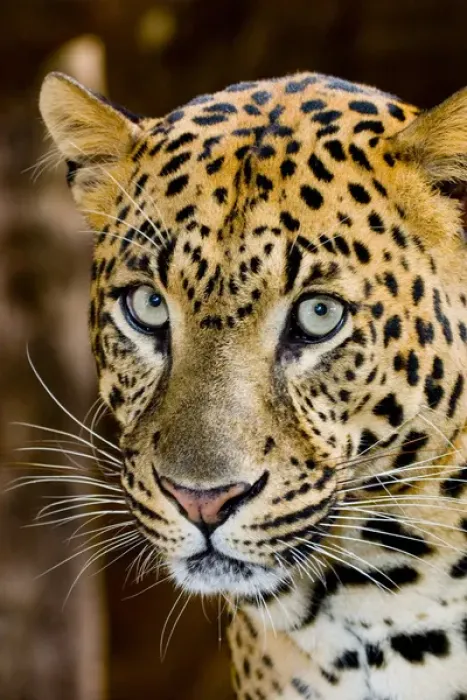 Framed Print : The leopard (Panthera pardus) is an Old World mammal of the Felidae family Framed Print : The leopard (Panthera pardus) is an Old World mammal of the Felidae family