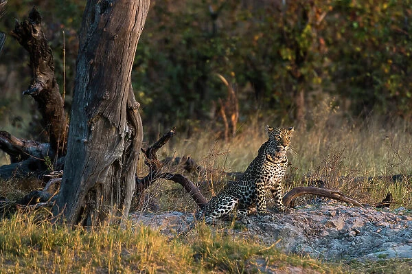 A leopard, Panthera pardus, resting near a dead tree. Okavango Delta, Botswana