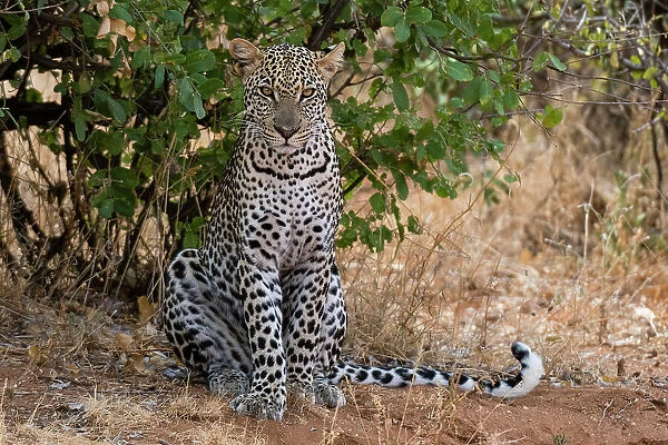 A leopard, Panthera pardus, resting in the shade, Samburu National Reserve, Kenya. Kenya