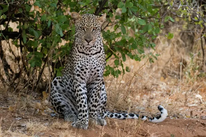 Framed Print : A leopard, Panthera pardus, resting in the shade, Samburu National Reserve, Kenya. Kenya Framed Print : A leopard, Panthera pardus, resting in the shade, Samburu National Reserve, Kenya. Kenya