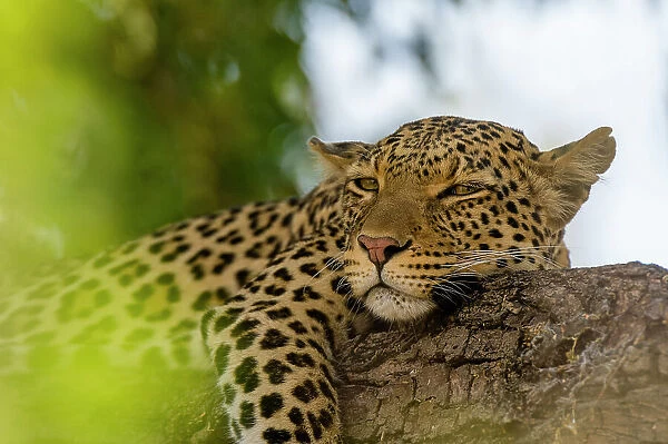 A leopard, Panthera pardus, resting on a tree branch. Chobe National Park, Botswana