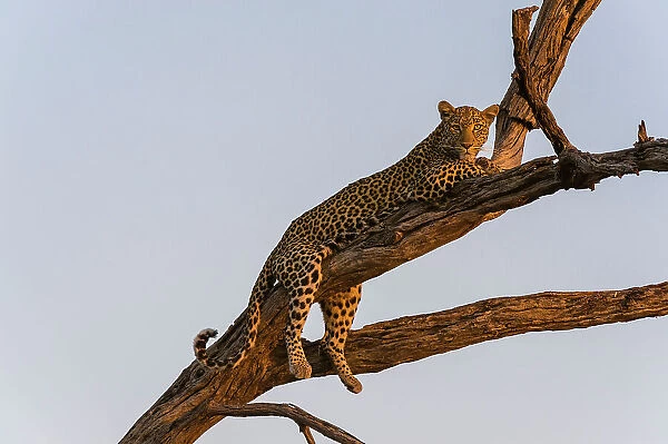 A leopard, Panthera pardus, resting in a tree top, warming up with the last rays of sun. Okavango Delta, Botswana