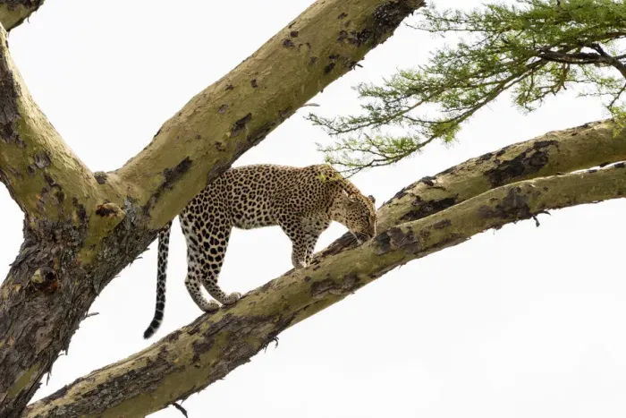 Framed Print : Leopard (Panthera pardus) on a tree, Seronera, Serengeti National Park, Tanzania Framed Print : Leopard (Panthera pardus) on a tree, Seronera, Serengeti National Park, Tanzania