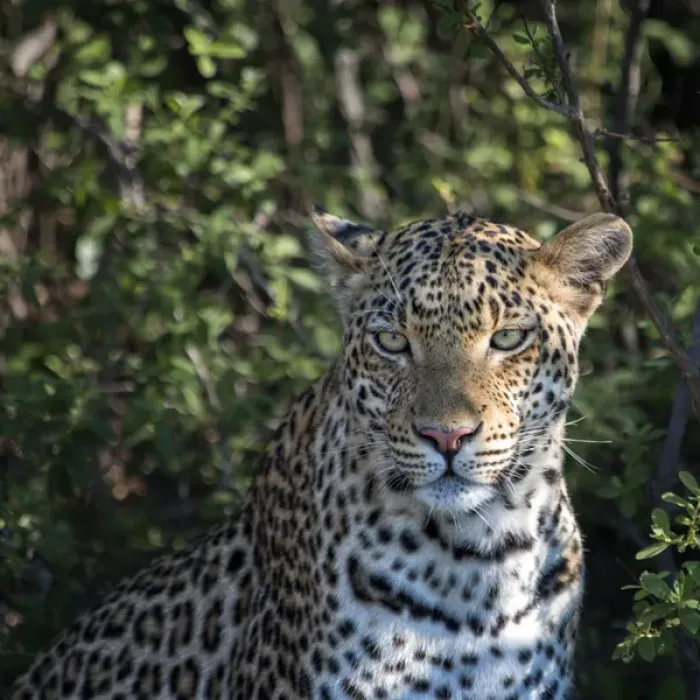 Framed Print : leopard portrait, close up Framed Print : leopard portrait, close up