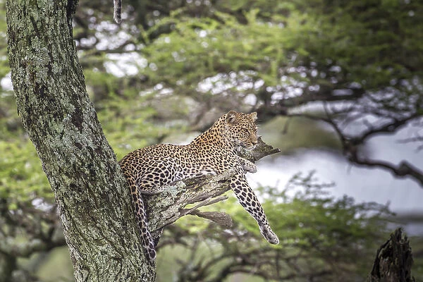 Leopard reclines on tree branch stump just longer than leopard, up in air in tree
