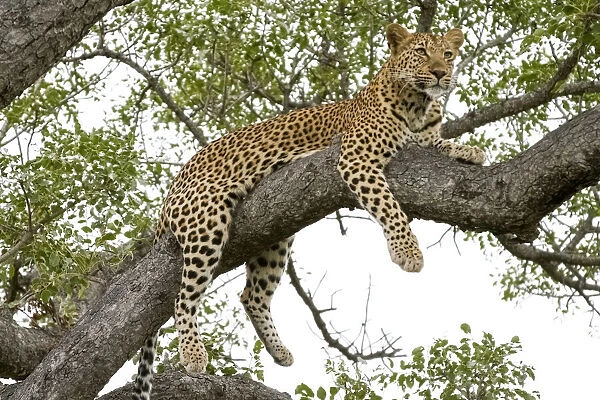 Leopard resting, Botswana, Africa
