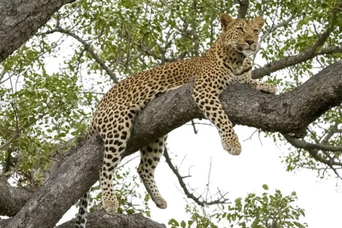 Framed Print : Leopard resting, Botswana, Africa Framed Print : Leopard resting, Botswana, Africa