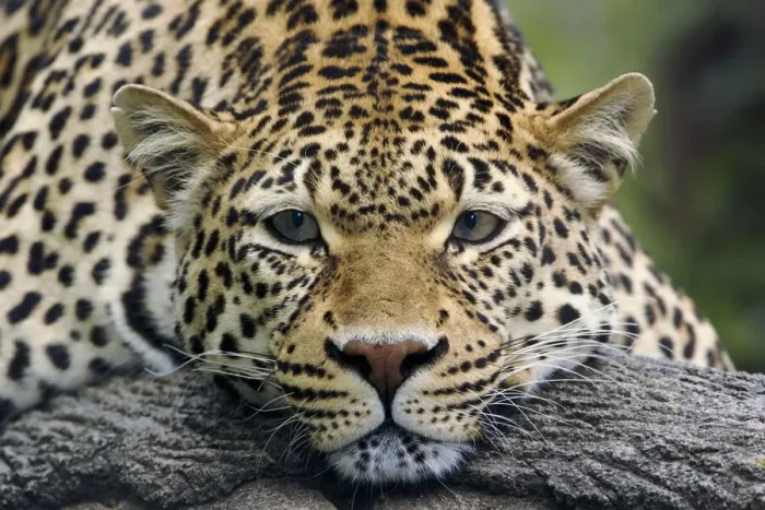 Framed Print : Leopard resting facing forward, captive animal