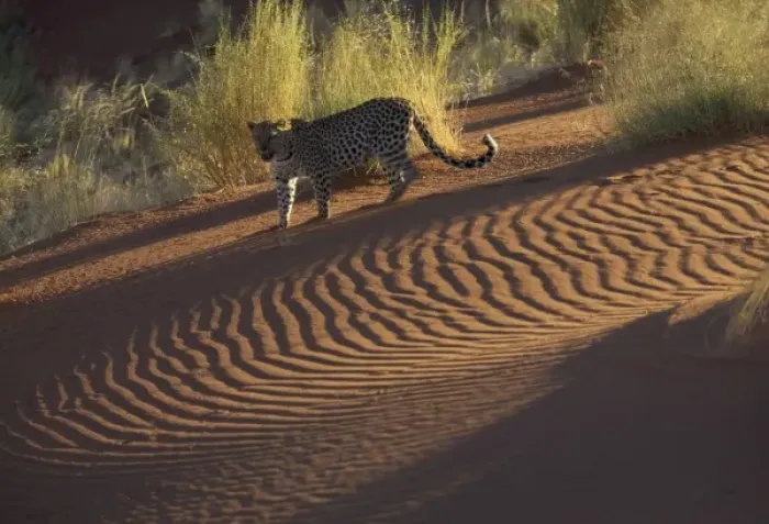 Framed Print : Leopard on sand dunes, Namib-Naukluft Park, Namibia
