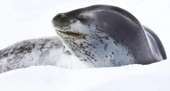 Framed Print : Leopard seal, Antarctica Framed Print : Leopard seal, Antarctica