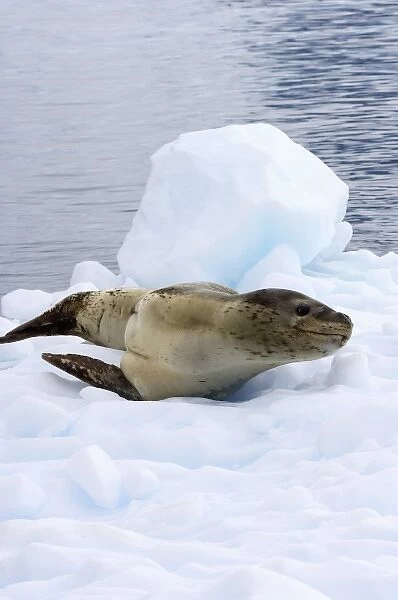 leopard seal, Hydrurga leptonyx, resting on a glacial ice, off the western Antarctic Peninsula