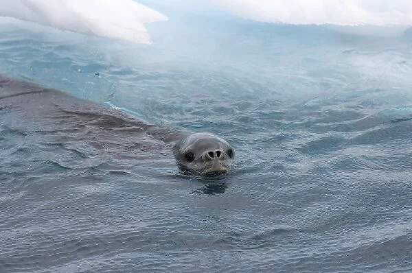 Leopard seal, Hydrurga leptonyx, in waters off the western Antarctic Peninsula, Antarctica