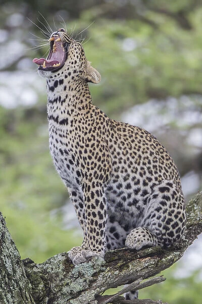 Leopard sits perched on a branch, erect, yawning with its mouth wide open, tongue out