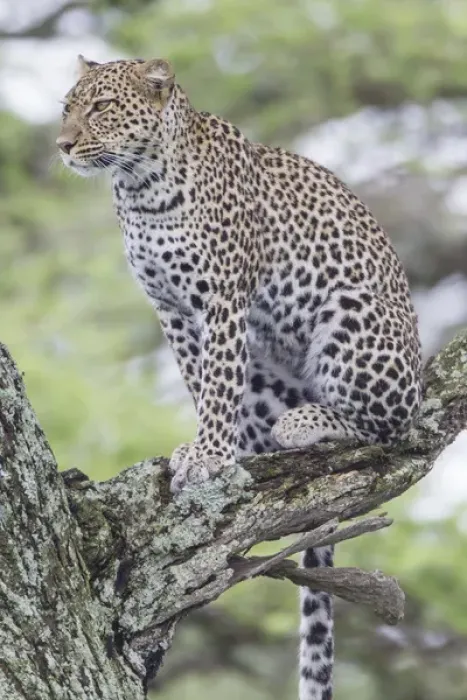 Framed Print : Leopard sits up in tree on three branch, looking to left of camera, watching Framed Print : Leopard sits up in tree on three branch, looking to left of camera, watching