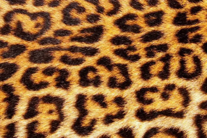 Framed Print : Leopard skin (Panthera Pardus) Framed Print : Leopard skin (Panthera Pardus)
