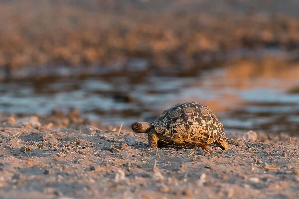 A leopard tortoise, Stigmochelys pardalis, at waterhole. Kalahari, Botswana