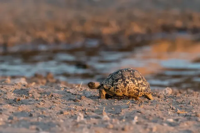 Framed Print : A leopard tortoise, Stigmochelys pardalis, at waterhole. Kalahari, Botswana