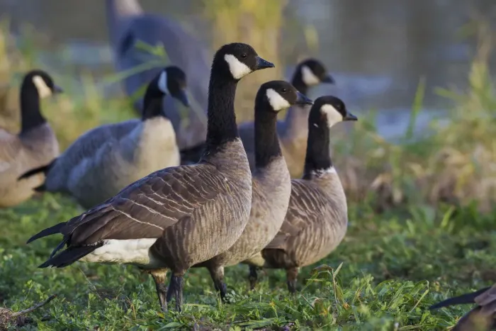 Framed Print : Lesser (Cackling) Canada Geese Framed Print : Lesser (Cackling) Canada Geese