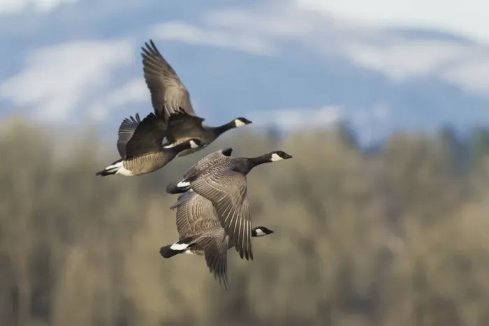 Framed Print : Lesser Canada geese flying Framed Print : Lesser Canada geese flying
